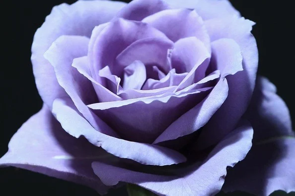 blue-rose_via_quierosabers blog_wordpress