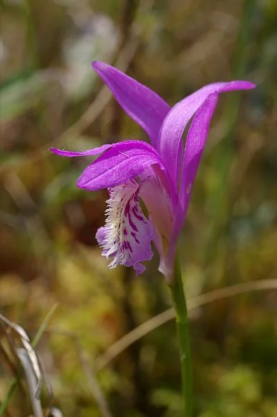 Arethusa bulbosa (aka Indian Pink, Dragon’s
Mouth, or Swamp Pink Orchid), Wikimedia Commons, Creative Commons, Chris
Meloche