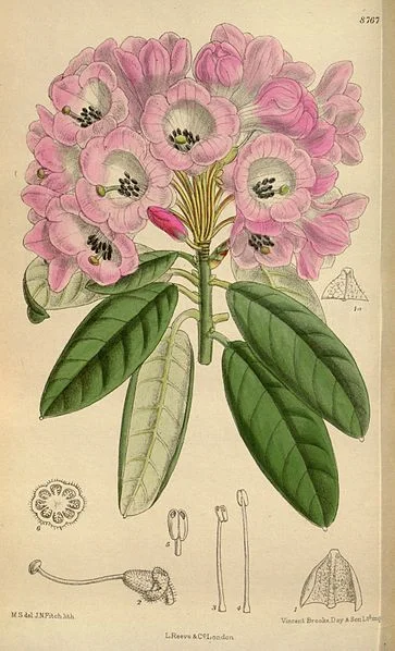 Rhododendron - Source: Curtis’s Botanical Magazine, London via Wikimedia Commons