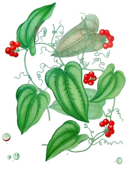 Smilax - Source: Kohler images via Wikimedia Commons