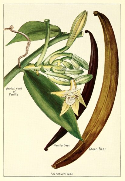 Vanilla plant, flowers, beans (1915) McCormick Co. Public Domain