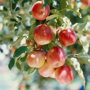Apples on the tree