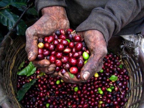 Coffee Beans
