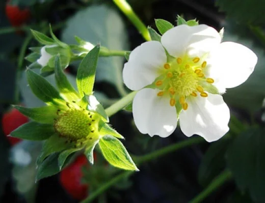 Strawberry blossoms look the same regardless of what color the fruit may be