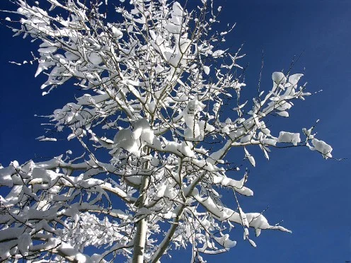 A spen after Blizzard
Source:
CameraHound, GNU, Creative Commons via Wikimedia Commons