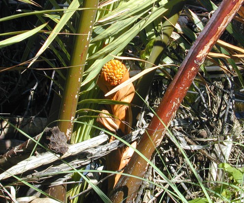 Inflorescence (bud) of a Nipa Palm - Source: Eric Guinther (Marshman), Creative Commons via Wikimedia Commons