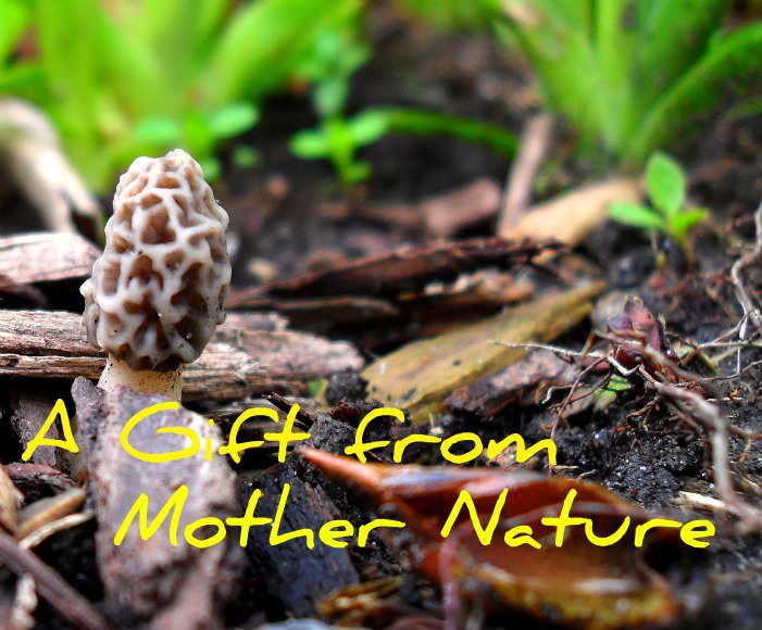 A Gift From Mother Nature Mushroom Photo