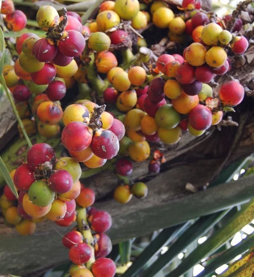 Dwarf Sugar Palm