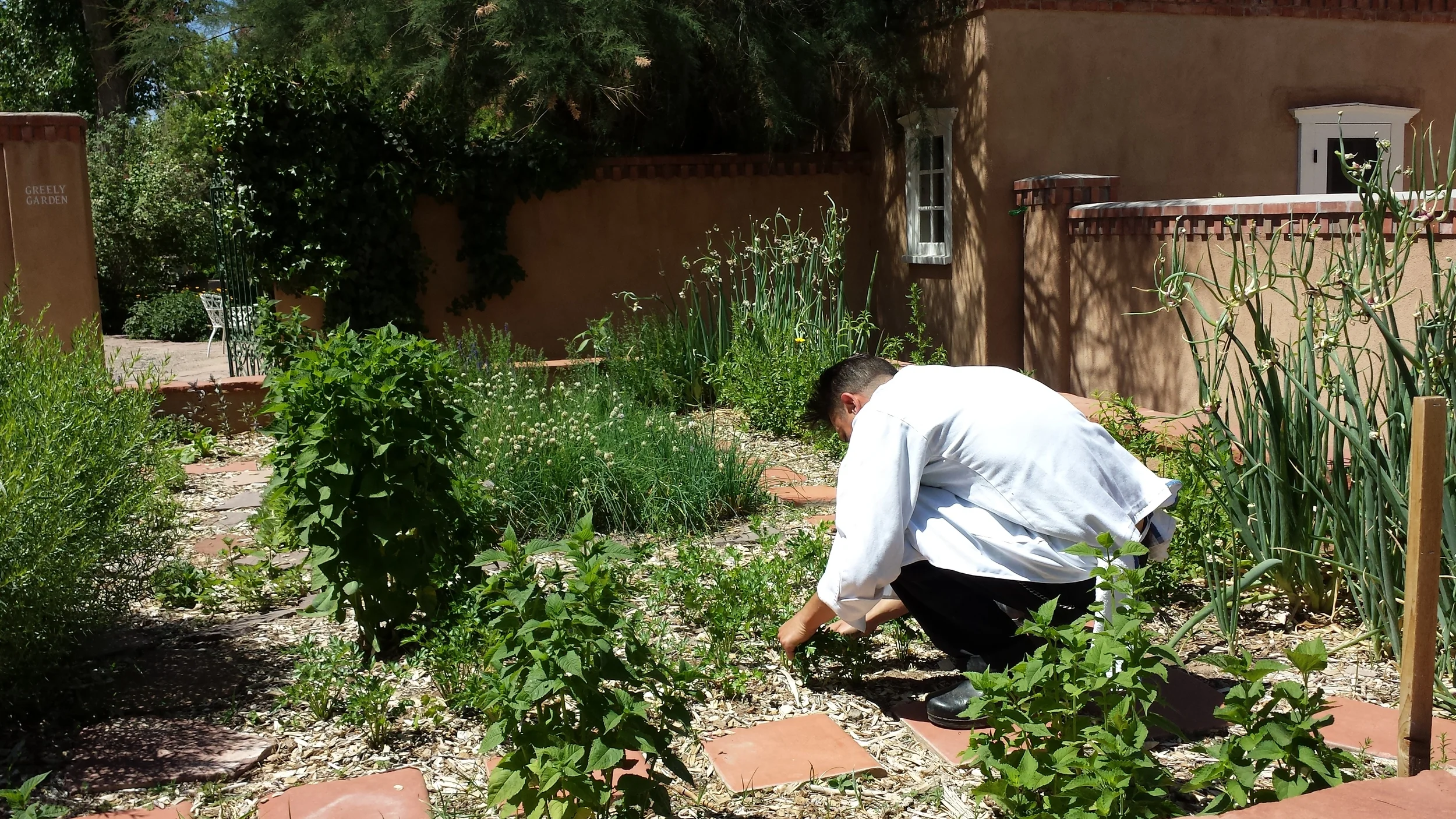 Harvesting fresh herbs for breakfast at Los Poblanos Historic Inn and Farm (credit Eye on Life Magazine)