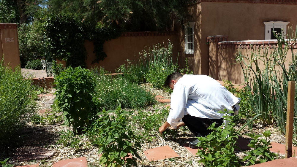harvesting fresh herbs for breakfast at Los Poblanos Historic Inn and Farm.jpg