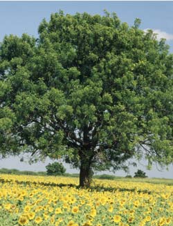 Mature Neem Tree