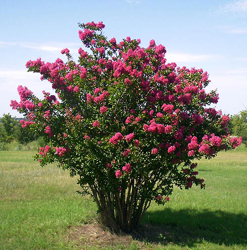 Mature Wax Myrtle tree that has been grown as a shrub.