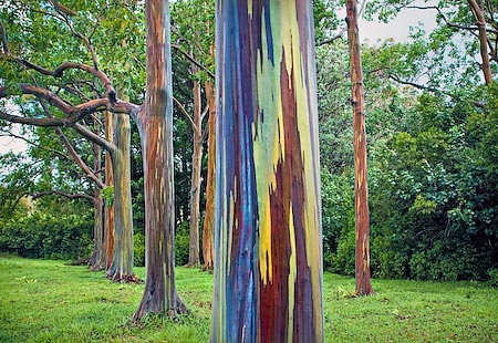 Mature Mindanano Gum tree (aka Rainbow tree)
