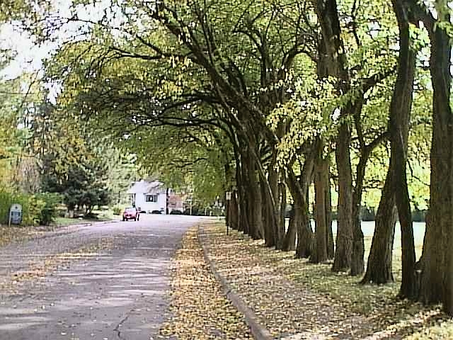 Mature Osage Orange trees make good fence rows.