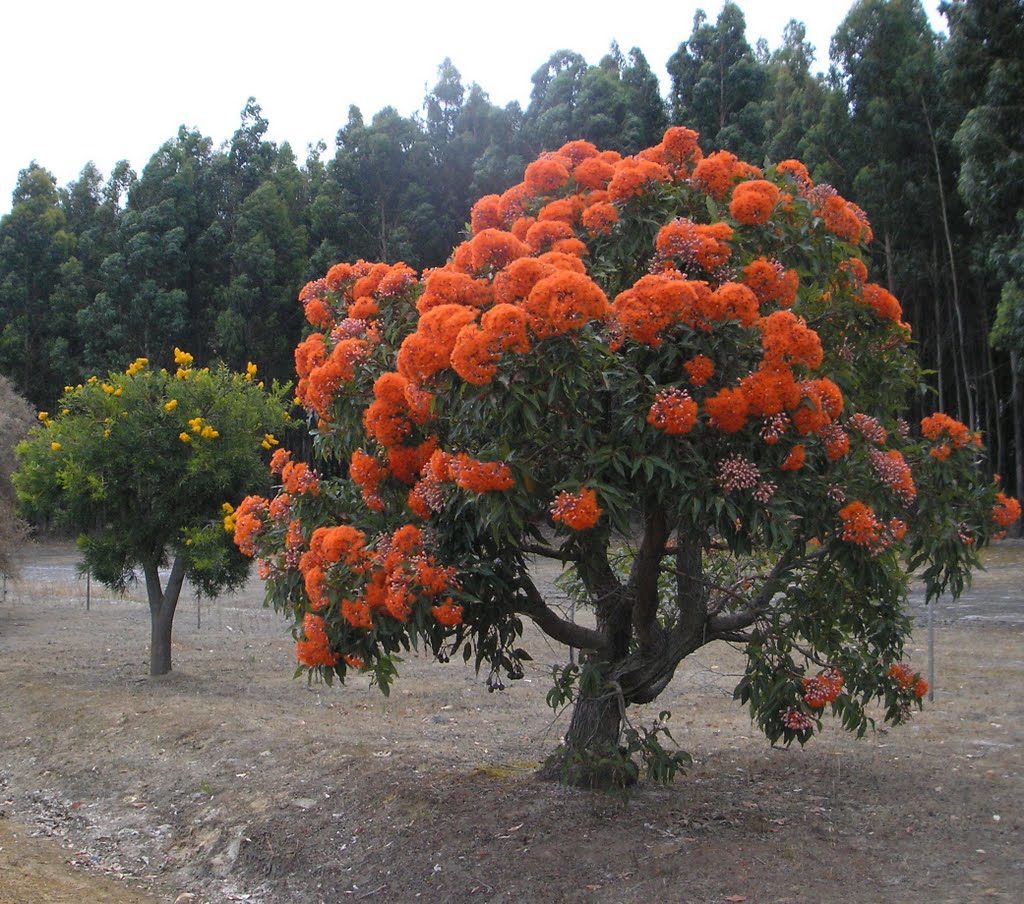 Red Flowering Gum tree