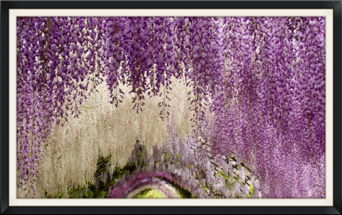 Trained as an archway, nothing can be more heavenly scented and glorious than walking beneath a wisteria in bloom.
