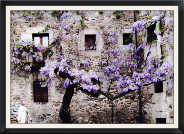 Wisteria can be a dramatic statement of beauty when placed upon a neglected building or aging structure.