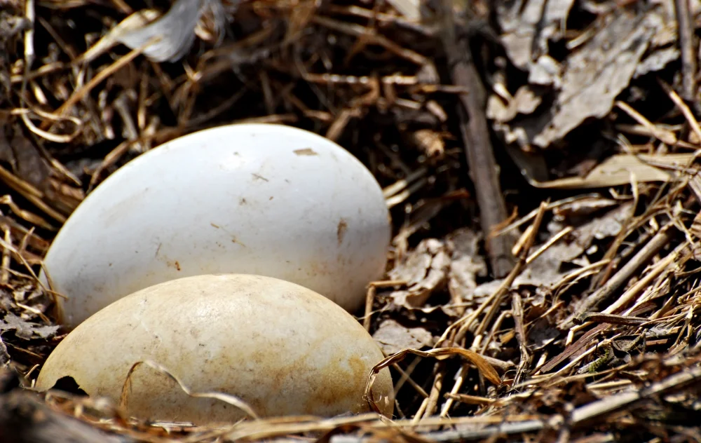 Goose Eggs