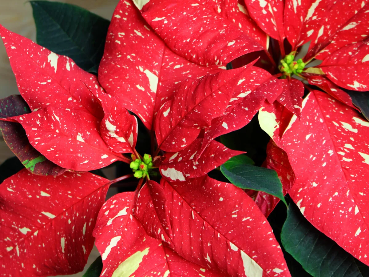 red glitter.jpg