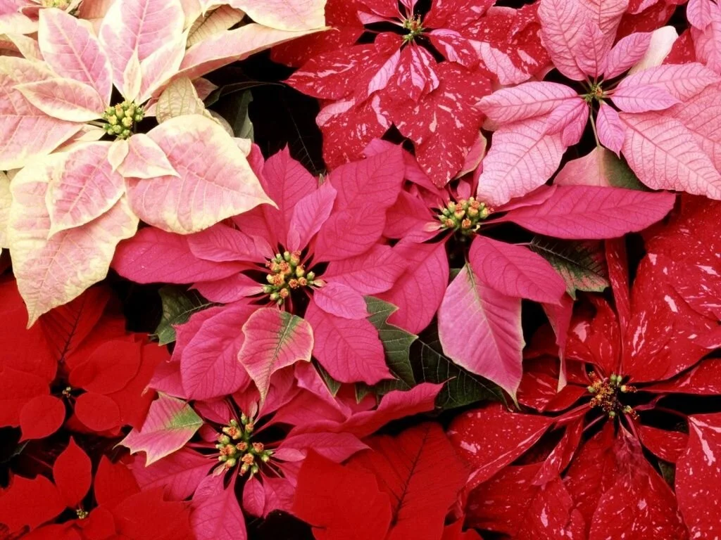 group of poinsettias.jpg
