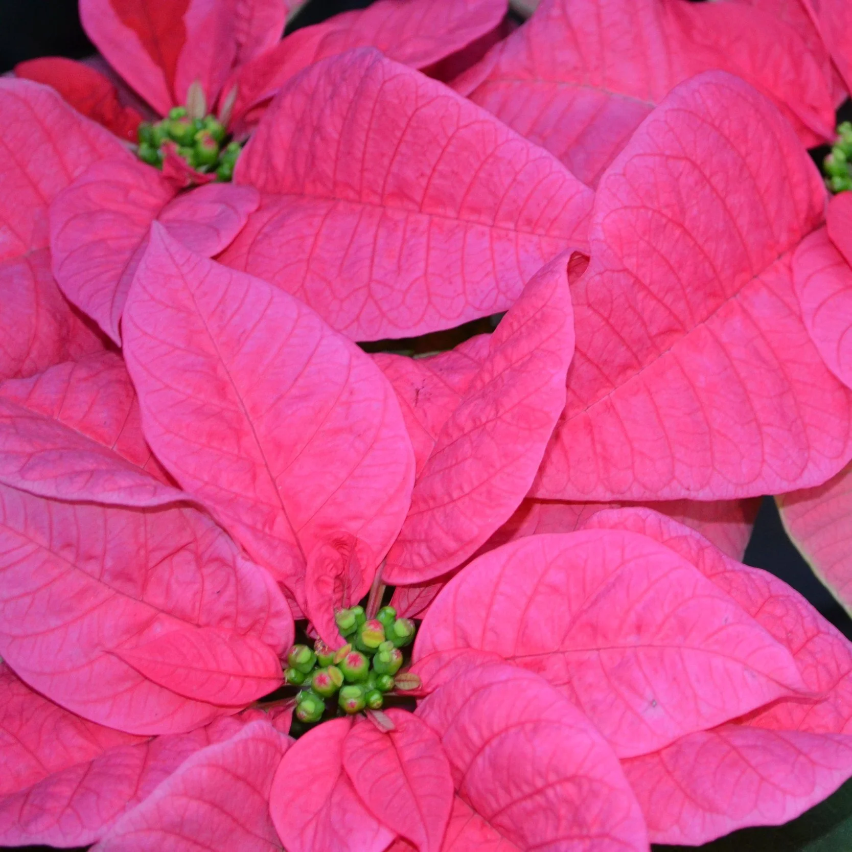 pink+poinsettia.jpg