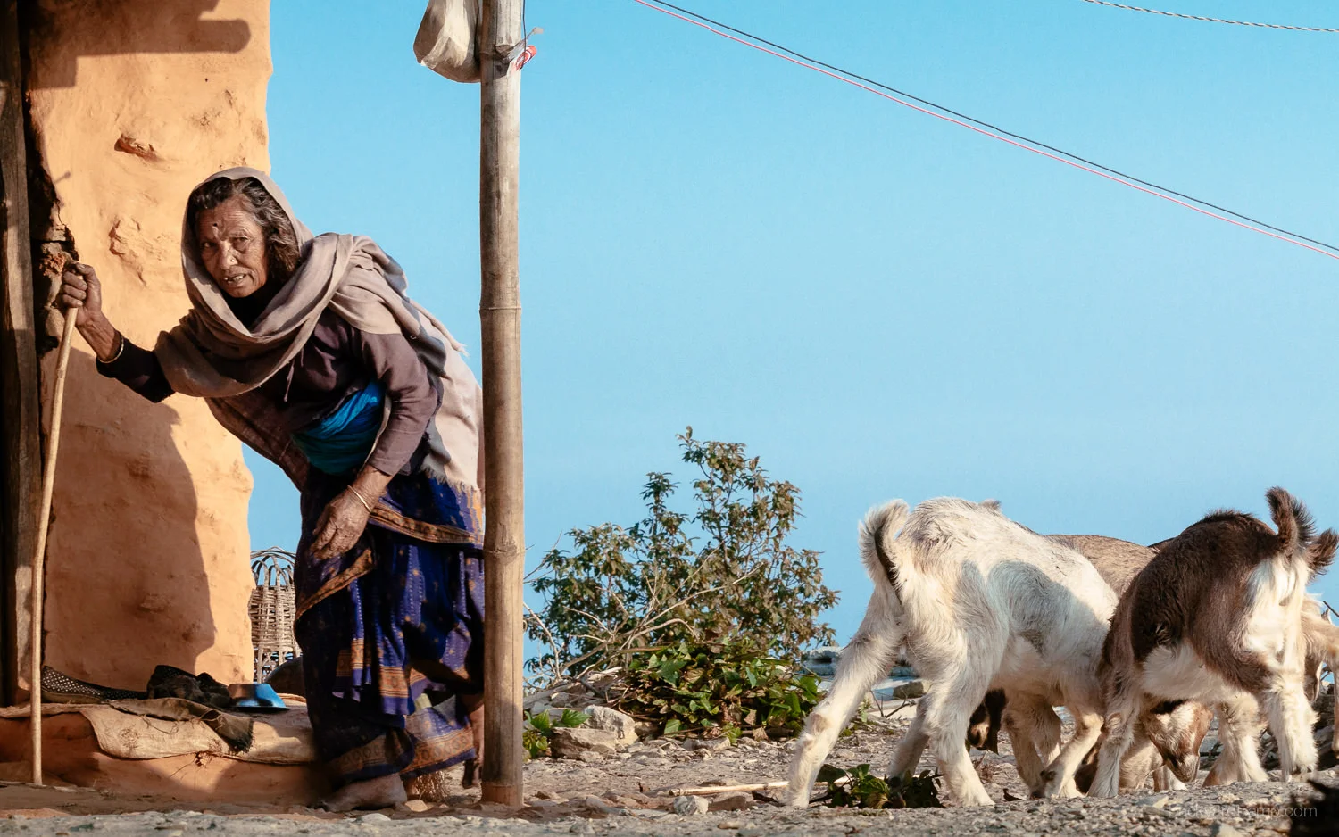The Goat Whisperer