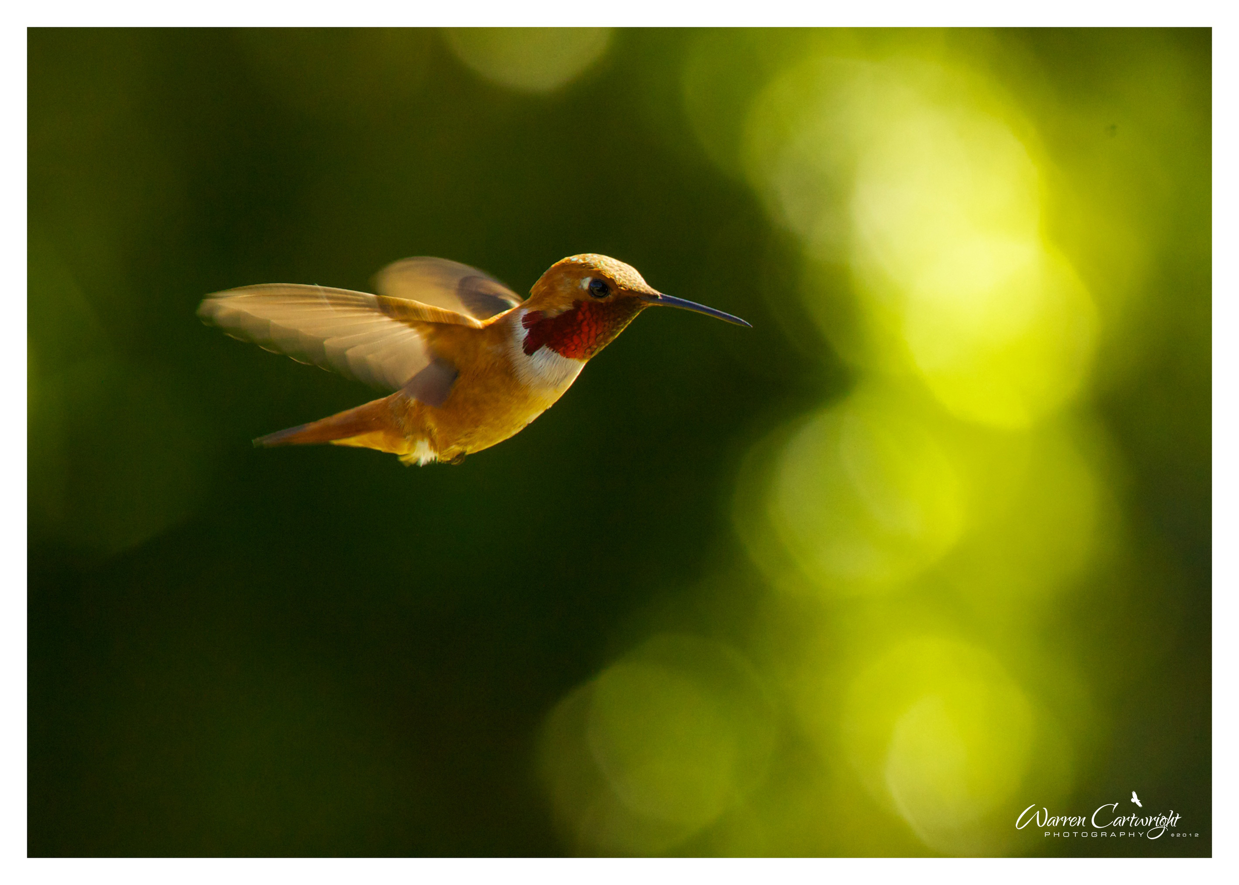 052012_rofous_hummingbird.jpg