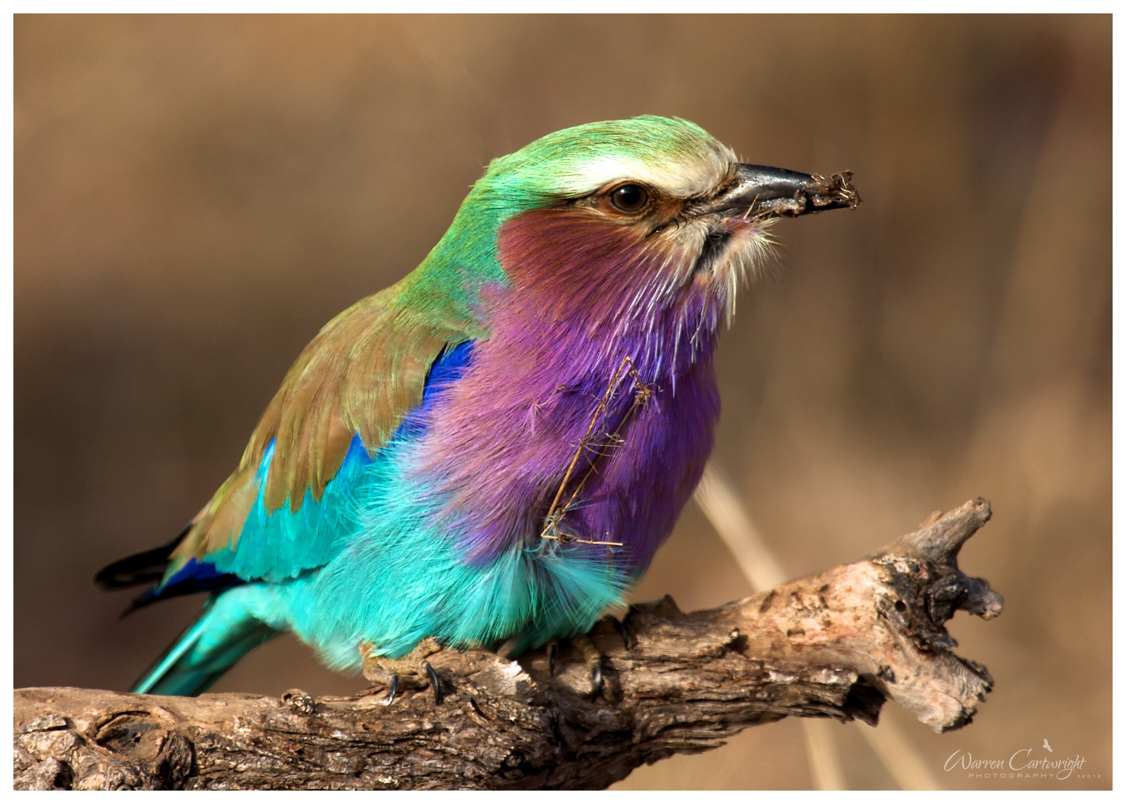 lilac_breasted_roller_bug.jpg