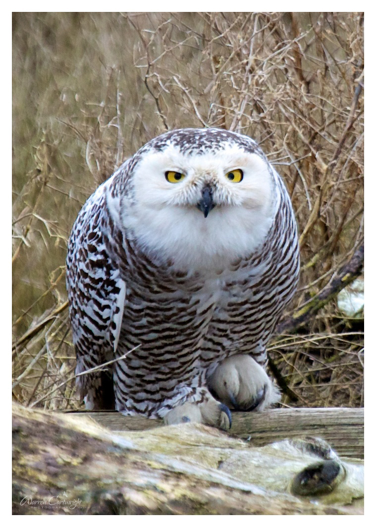 snowy_owl.jpg