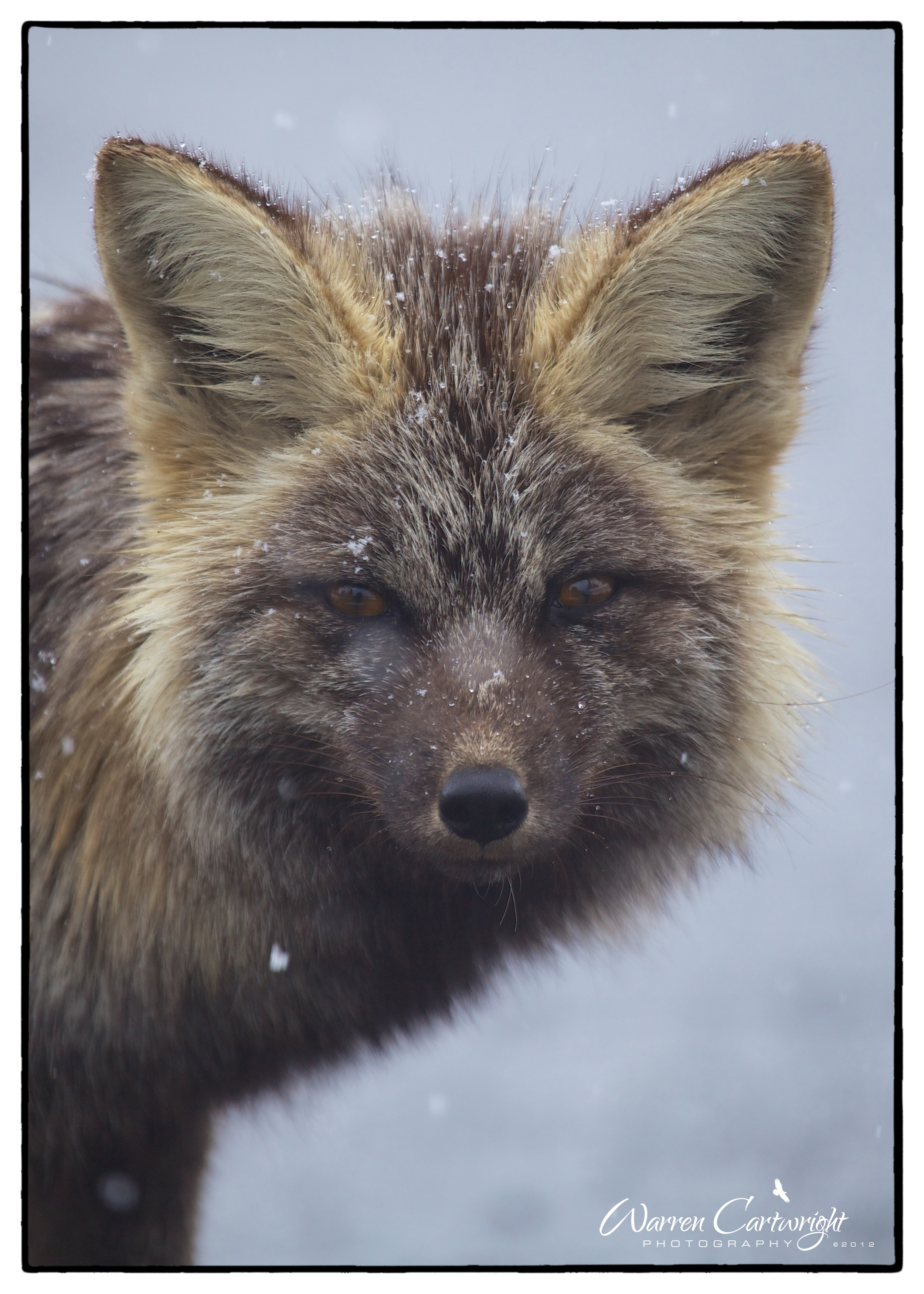 Cascades_Red_Fox3.jpg