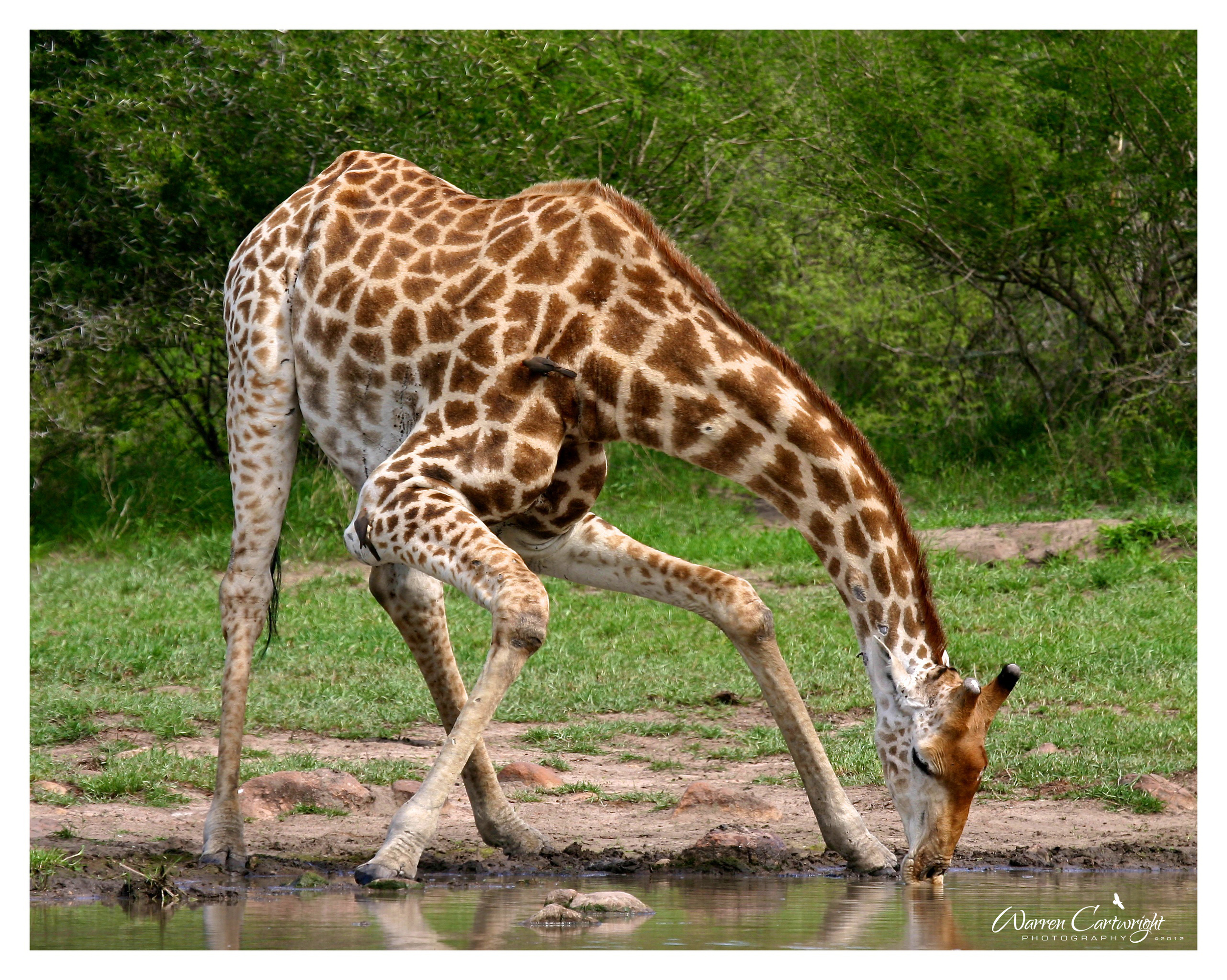 giraffe_drinking.jpg