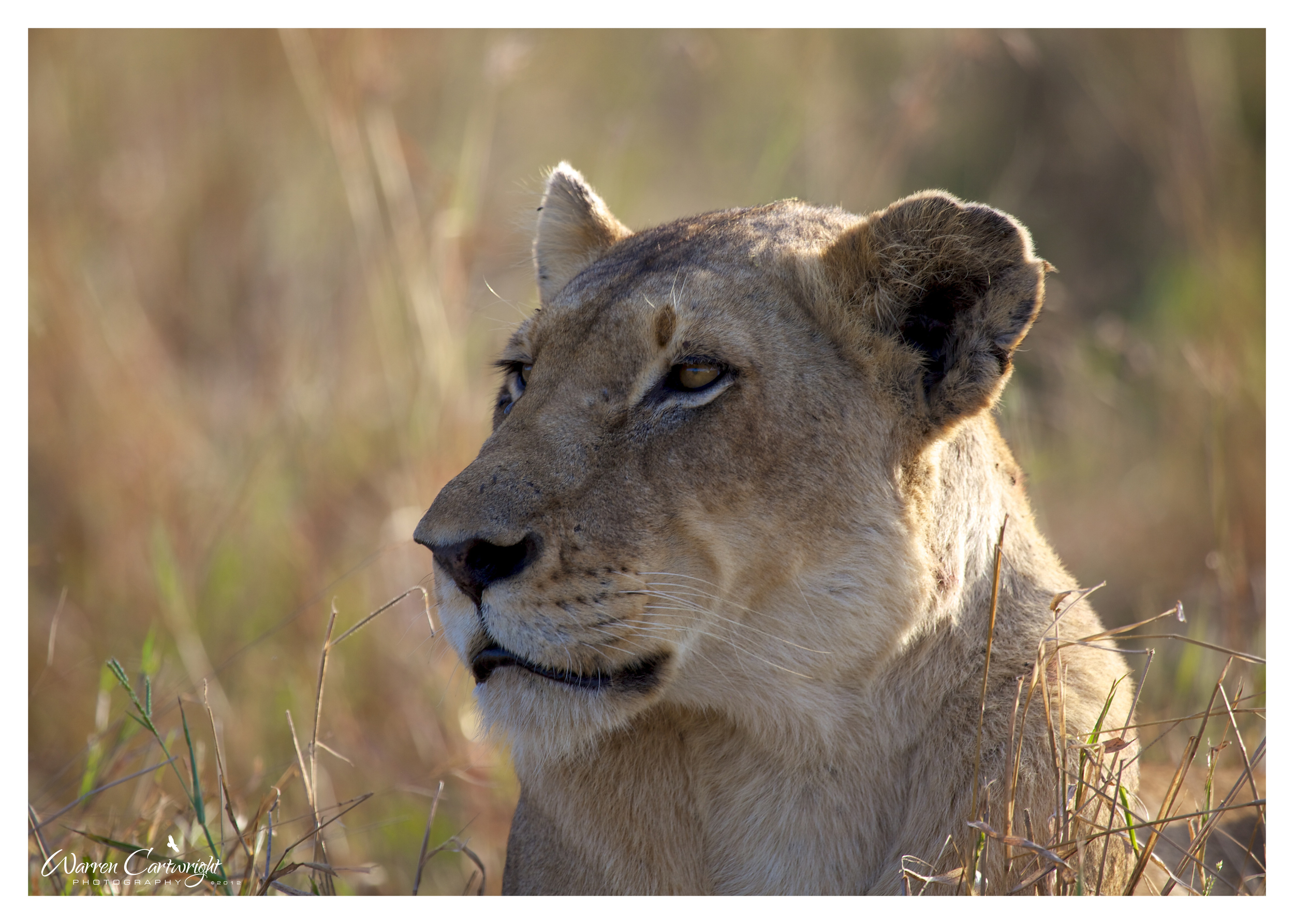 lioness_portrait.jpg