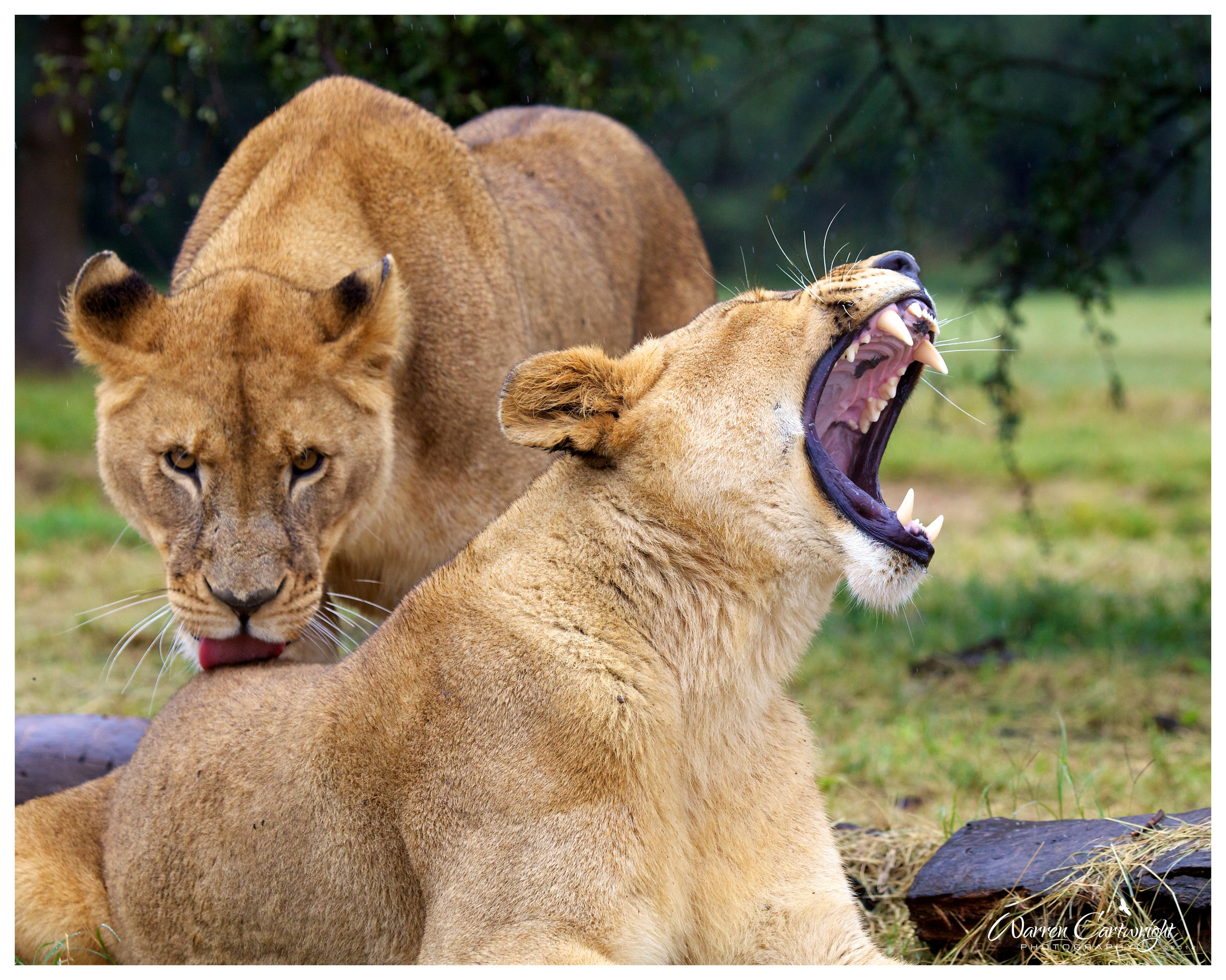 two_lionesses.jpg