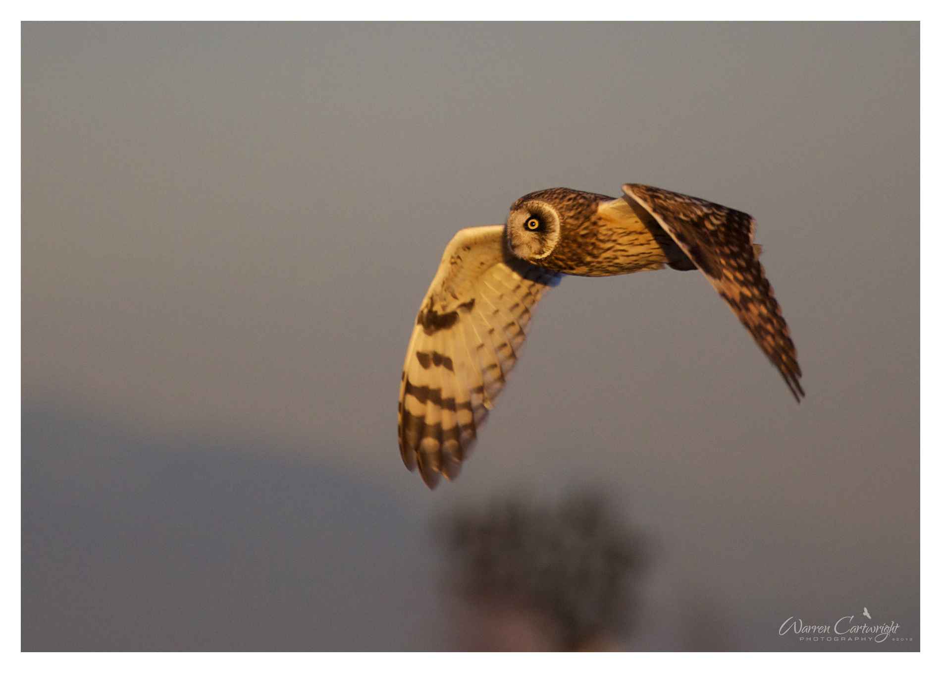 owl_in_flight.jpg