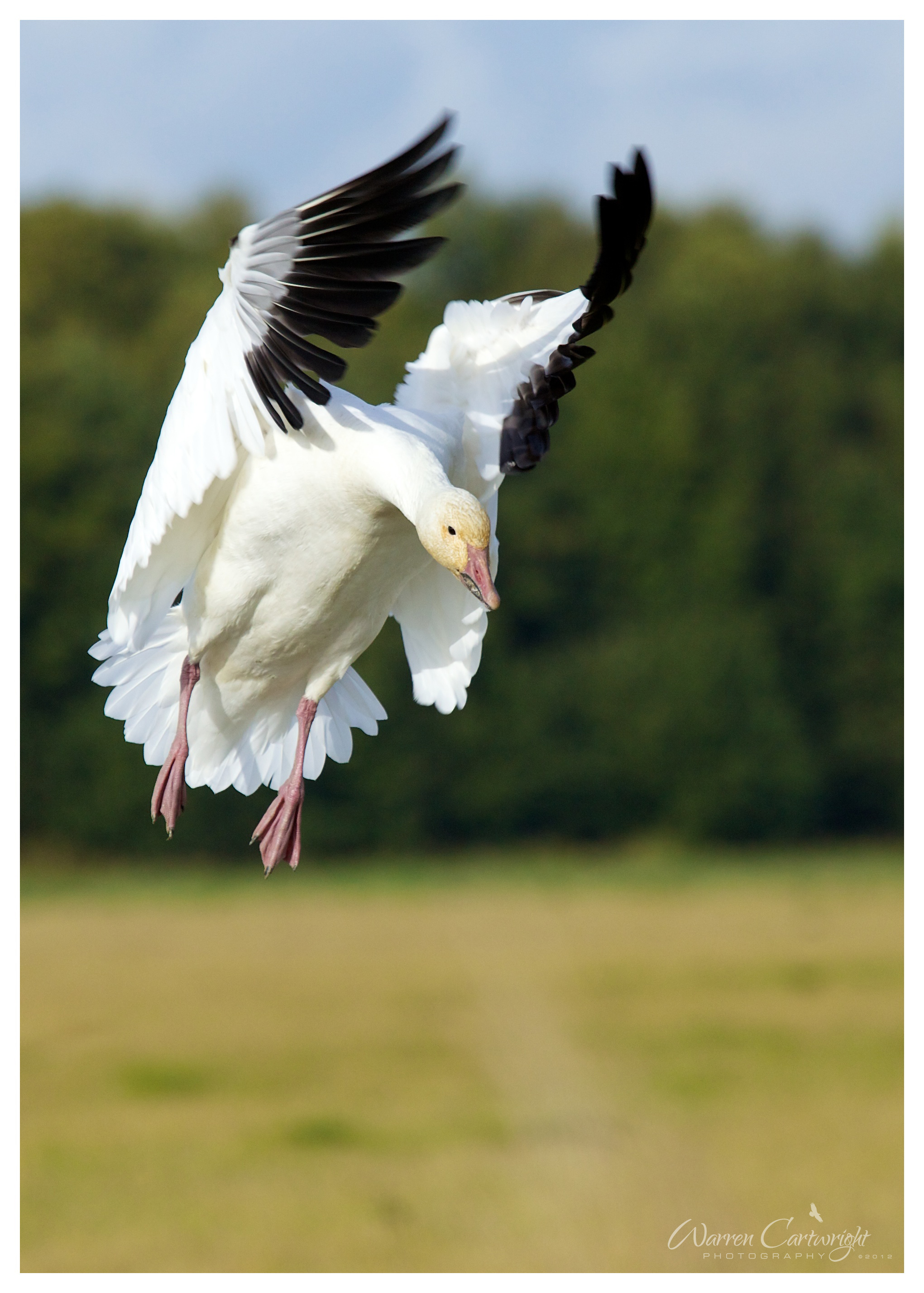 snow_goose_landing.jpg