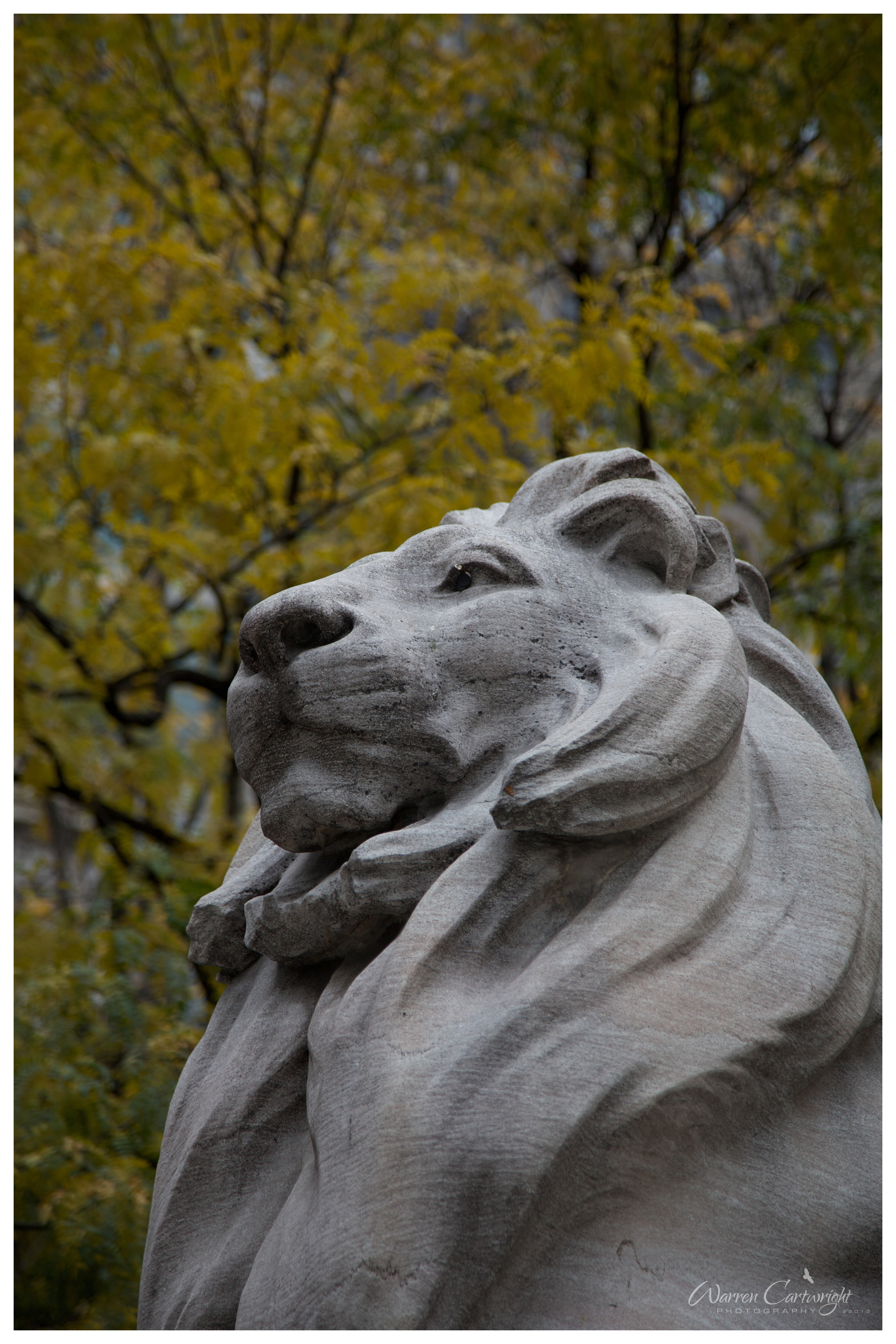 nyc_lion.jpg