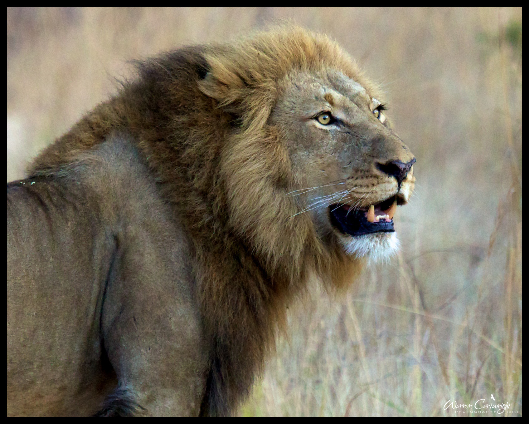 lion_portrait.jpg