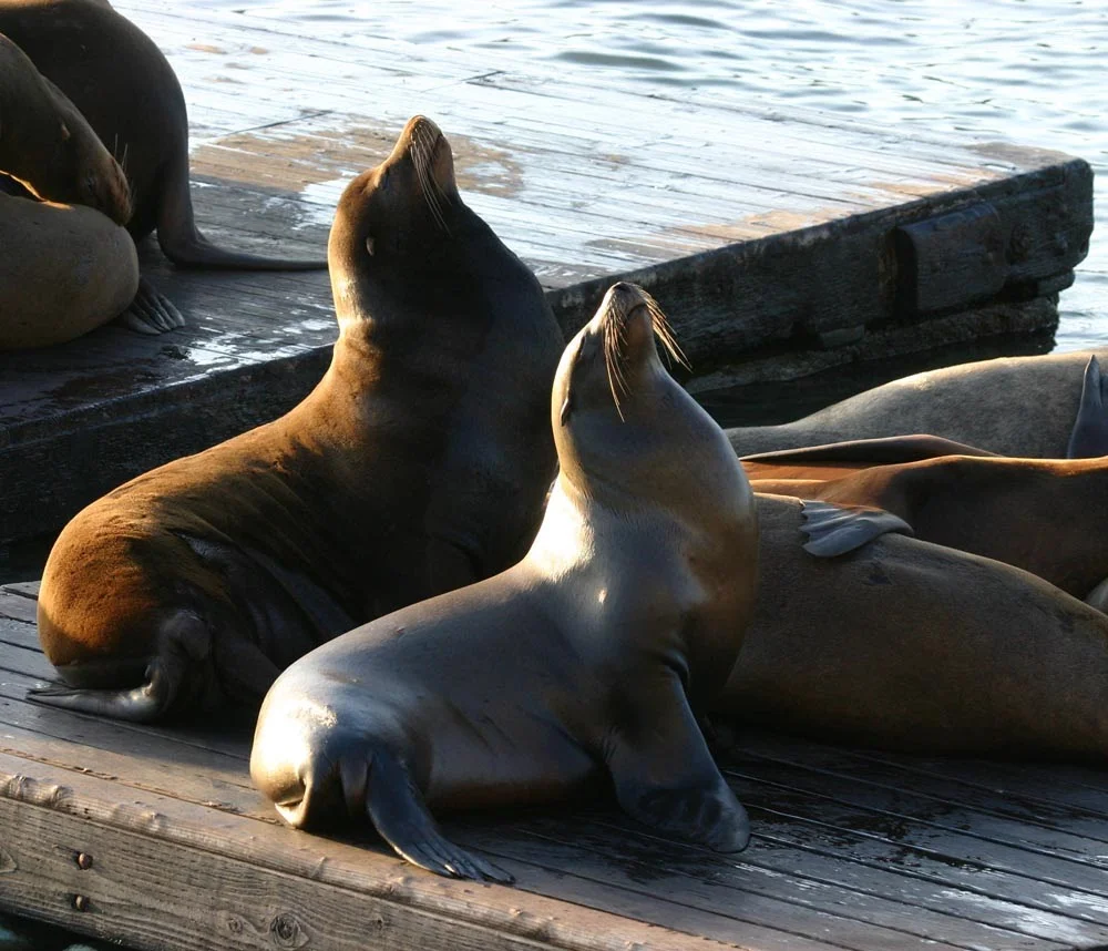 sf_sealion.jpg