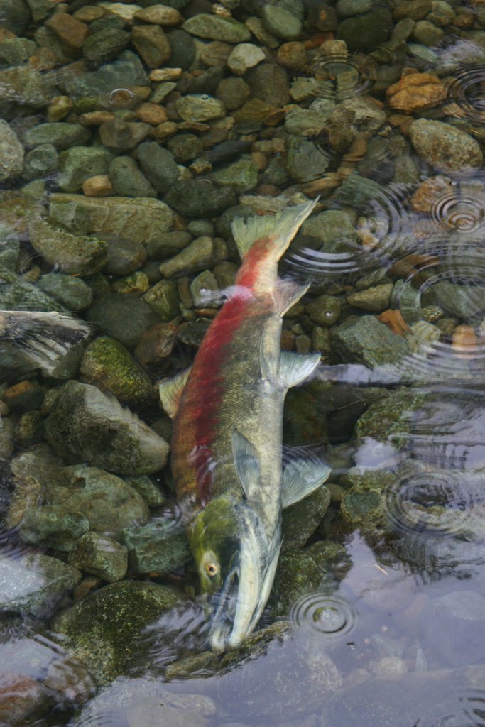 salmon_dead.jpg