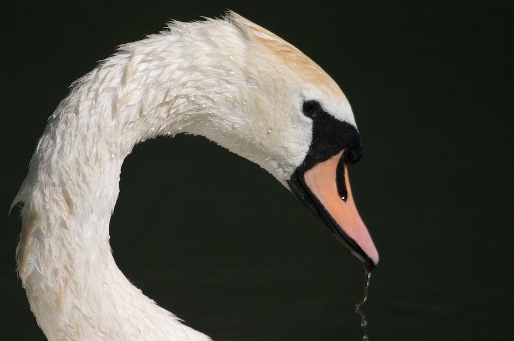 Swan, on the resevoir at Stoke Newington