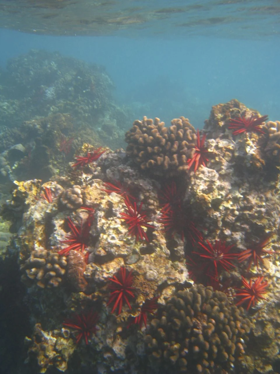 ​Clear, blue water and colourful sea urchins make for great snorkelling just steps off our beach.