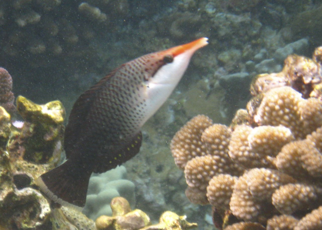 Bird Wrasse