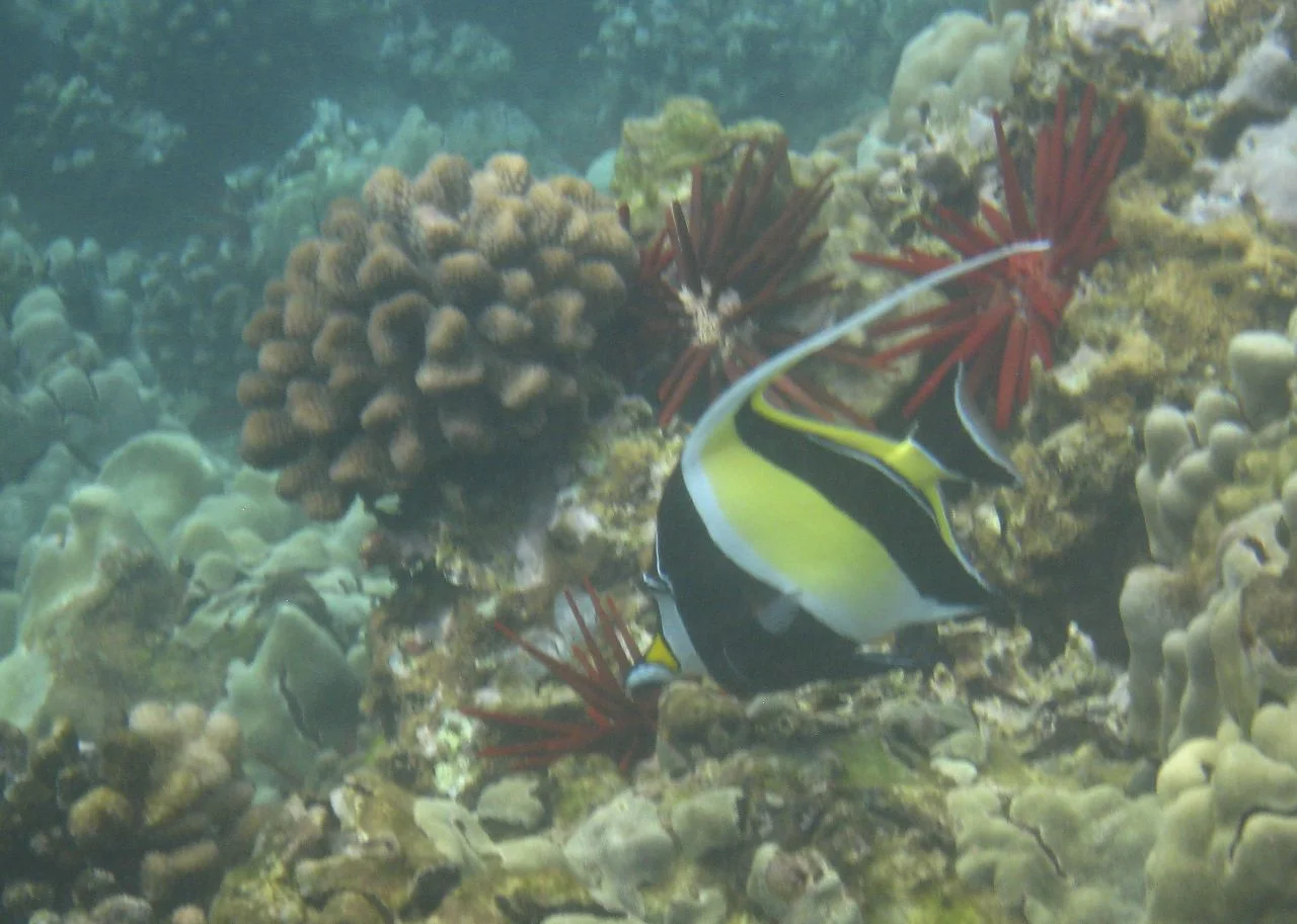Moorish Idol