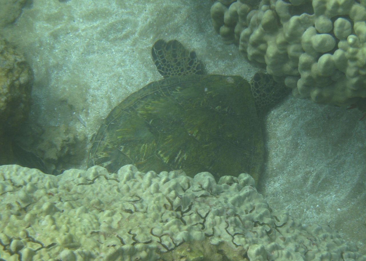 Sea Turtle