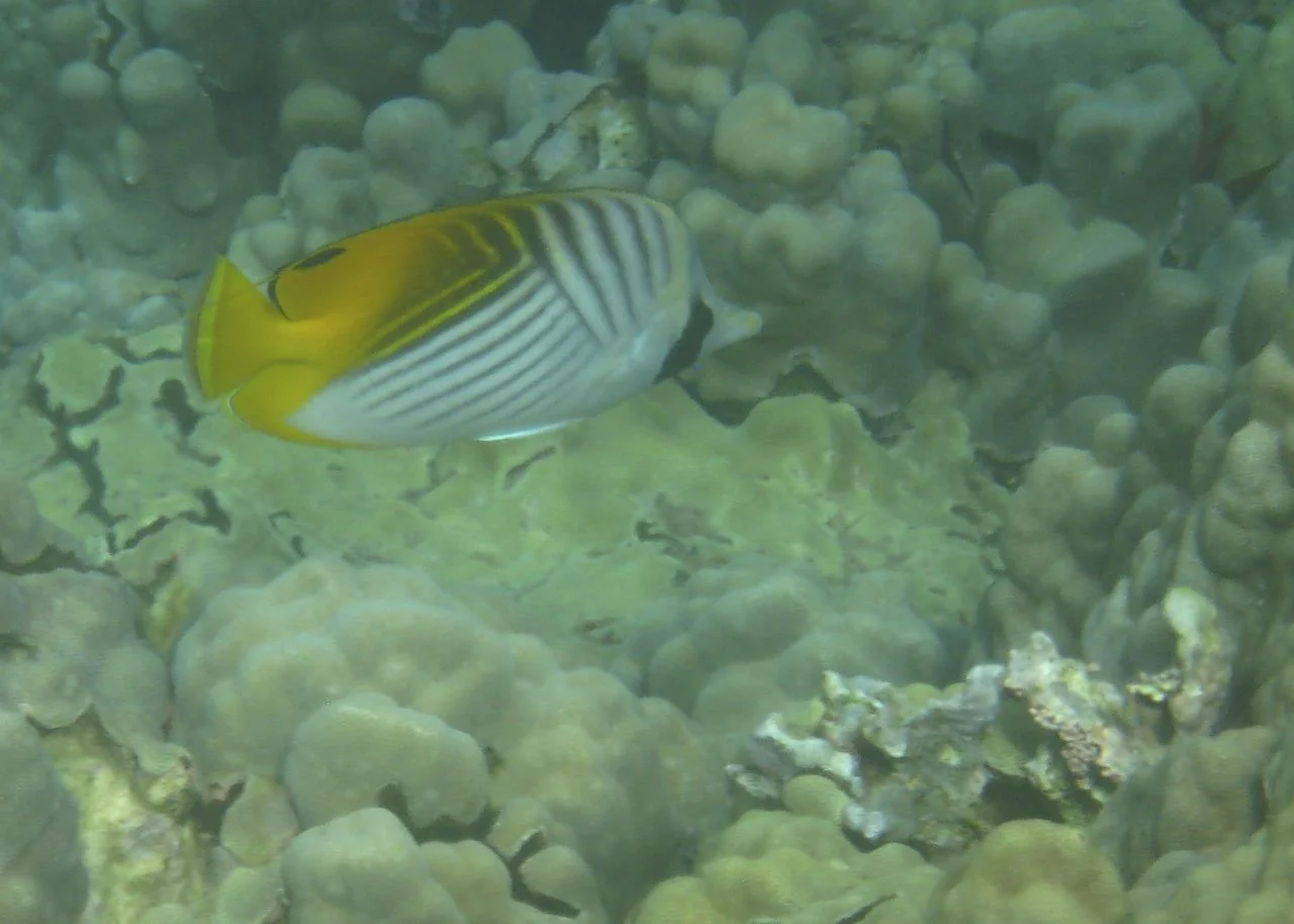 Butterfly Fish