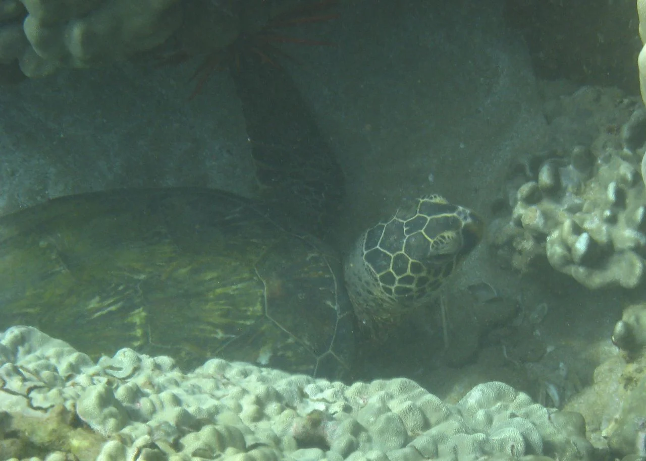 Hawaiian Green Sea Turtle