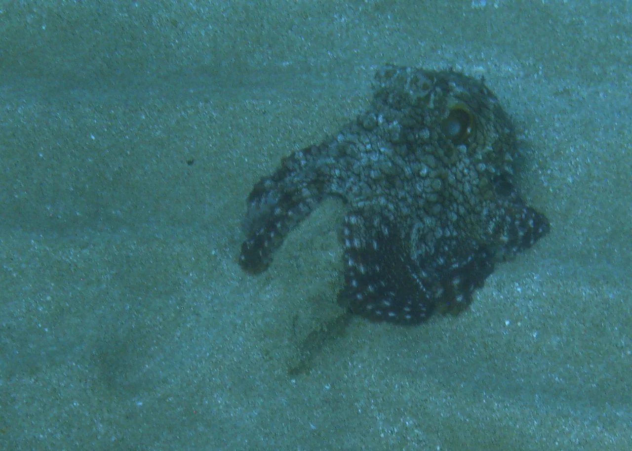 Octopus