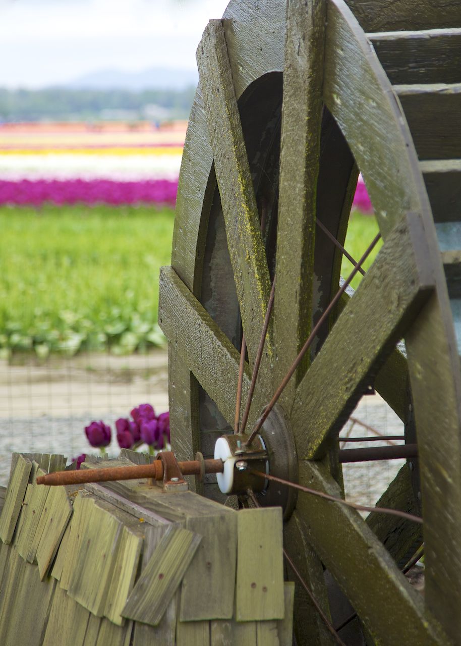 201204 Skagit Tulip Festival 151.jpg