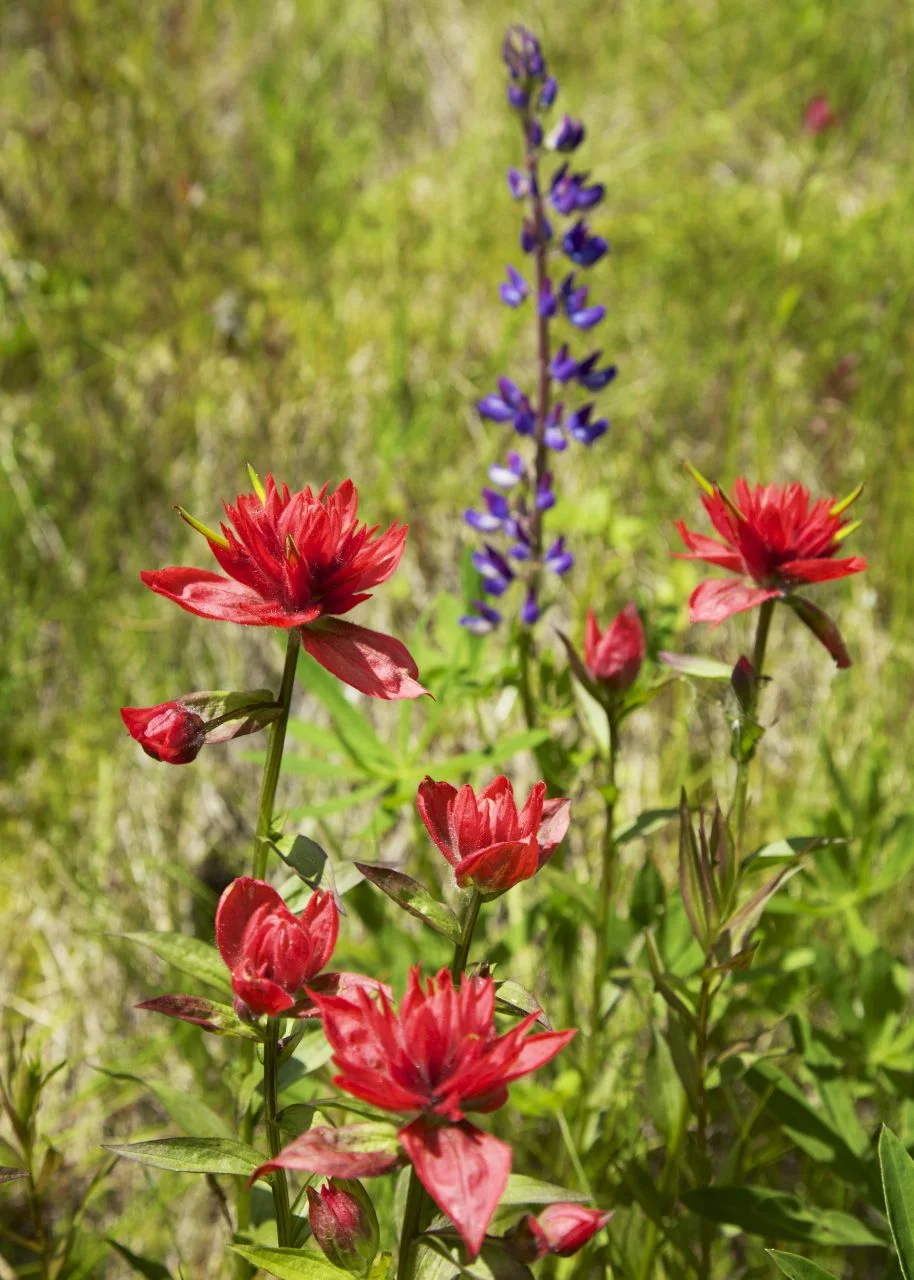 The wild flowers were in full bloom throughout our trip, making all of the roadsides burst into colour.