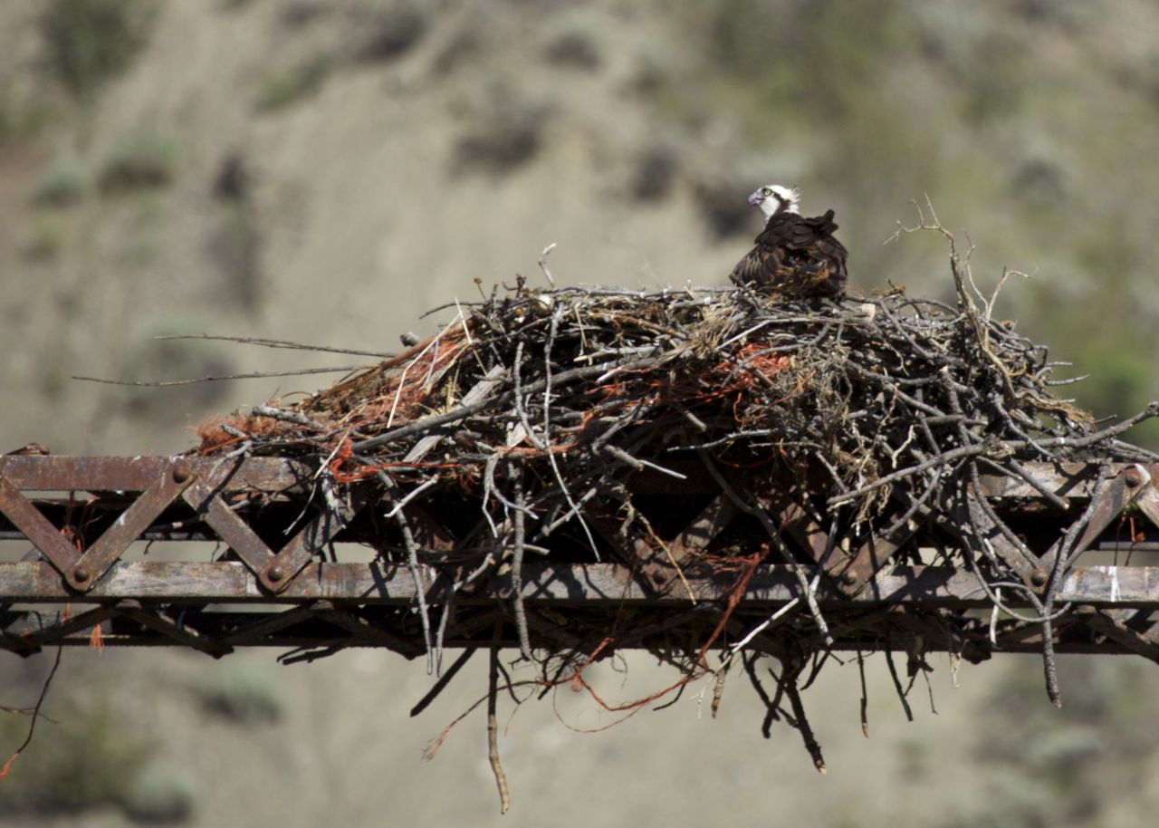 On the old bridge across the Fraser River in Lillooet, we noticed an osprey nest, with this young osprey still hanging out.